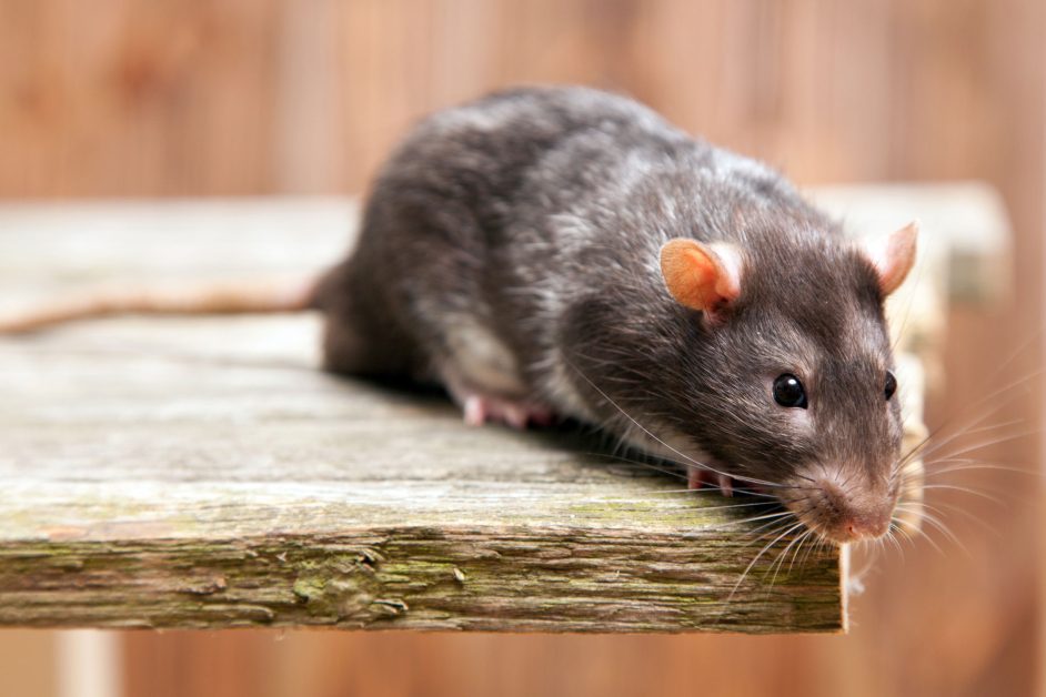Goodhart's Law & The 1902 Hanoi Rat Massacre